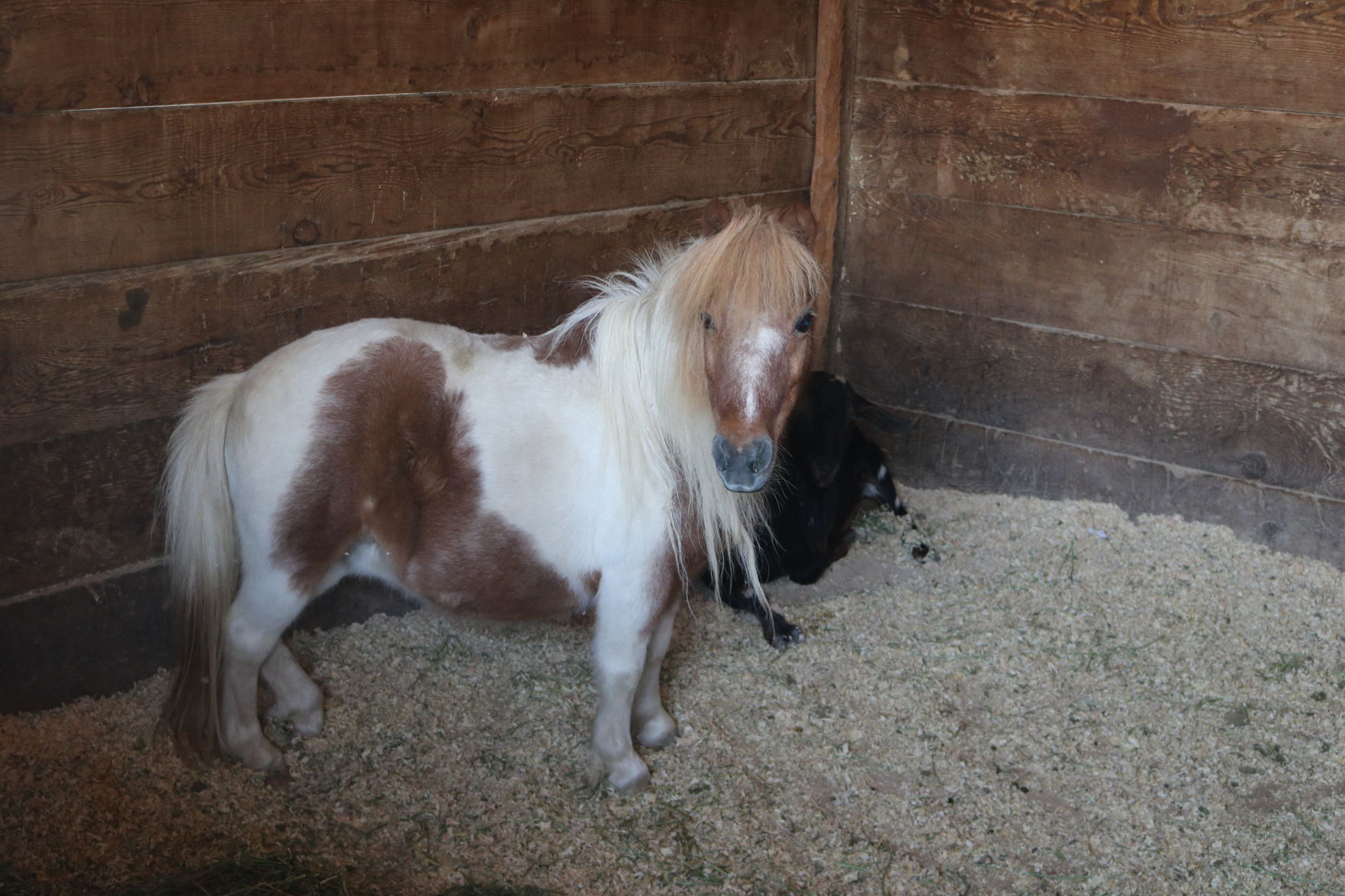 101421 Alisal Fire livestock 03